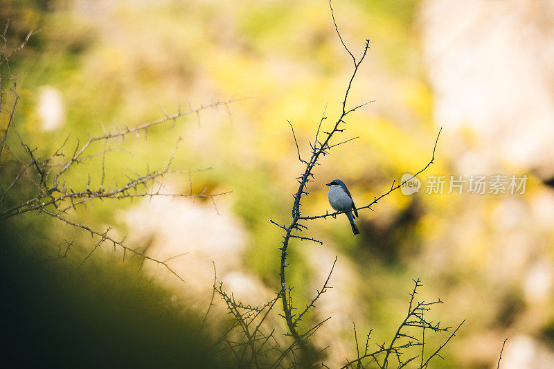 一种欧洲石茶(Saxicola rubicola)栖息在树上